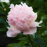 Peony 'Angel Cheeks' – Bare root