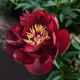 Peony 'Buckeye Belle' – Bare Root