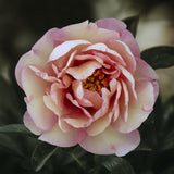 Peony (Itoh) 'Magical Mystery Tour' – Bare Root
