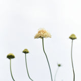 Sweet Scabious 'Fata Morgana'