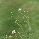 Sweet Scabious 'Fata Morgana'