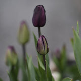 Tulip 'Queen of Night'