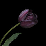 Tulip 'Queen of Night'