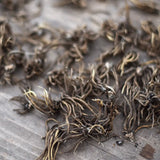 Butterfly Ranunculus 'Butterfly Ariadne'®