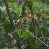 Runner Bean 'Sunset'