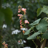 Runner Bean 'Sunset'