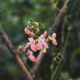 Runner Bean 'Sunset'