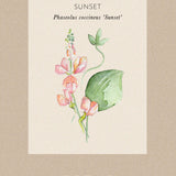 Runner Bean 'Sunset'