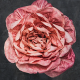 Radicchio 'Rosa Del Veneto 'Passerina'
