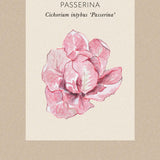 Radicchio 'Rosa Del Veneto 'Passerina'