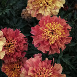 French Marigold 'Strawberry Blonde'