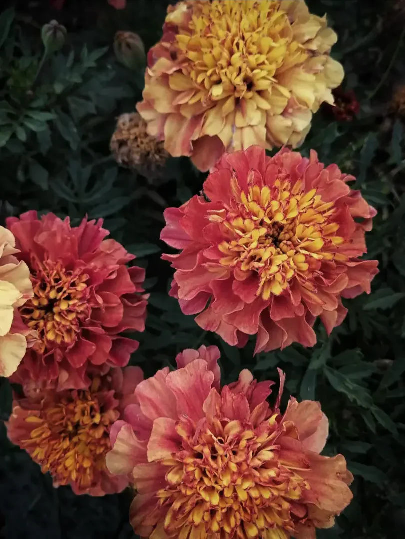pink french marigold seeds French Marigold 'Strawberry Blonde'
