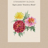 French Marigold 'Strawberry Blonde'