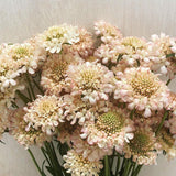 Sweet Scabious 'Fata Morgana'