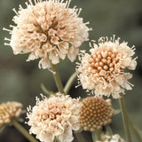 Sweet Scabious 'Fata Morgana'