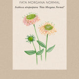 Sweet Scabious 'Fata Morgana'