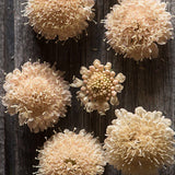 Sweet Scabious 'Fata Morgana'