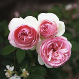 Large-Flowered Climbing Rose 'Pierre de Ronsard' (Eden Rose 85) Bare-root