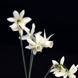 Daffodil 'Thalia'