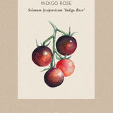 Tomato 'Indigo Rose'