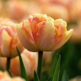 Tulip 'Foxy Foxtrot'