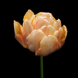 Tulip 'Foxy Foxtrot'