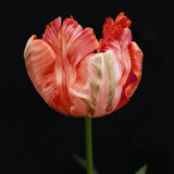 Tulip 'Apricot Parrot'