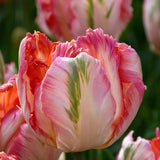 Tulip 'Apricot Parrot'