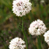 Allium 'Graceful Beauty'