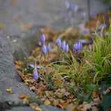 Autumn Crocus