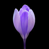 Crocus 'Vanguard'