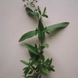 Scented candle 'Lemon Verbena' 350 g