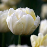 Tulip 'Verona'