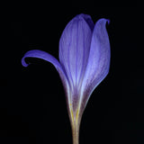Autumn Crocus