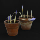 Autumn Crocus