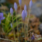 Autumn Crocus