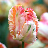 Tulip 'Apricot Parrot'