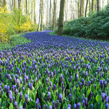 Muscari latifolium
