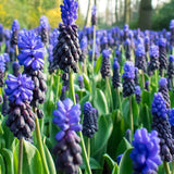 Muscari latifolium