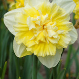 Daffodil 'Ice King' dubbel