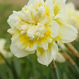Daffodil 'Ice King' dubbel