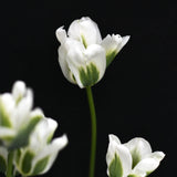 Tulip 'Spring Green'