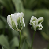 Tulip 'Spring Green'
