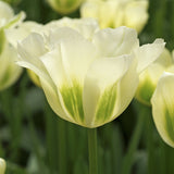 Tulip 'Spring Green'