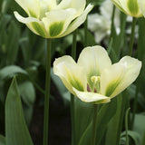 Tulip 'Spring Green'