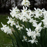 Daffodil 'Thalia'