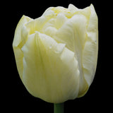 Tulip 'Verona'