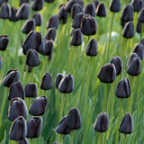 Tulip 'Queen of Night'