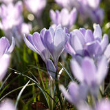 Crocus 'Vanguard'