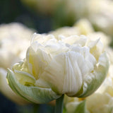 Tulip 'Verona'
